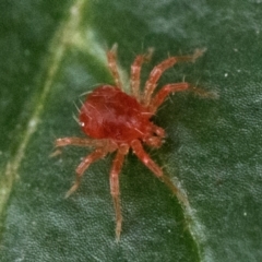 Anystidae (family) at Duffy, ACT - 20 Jan 2024 10:00 AM