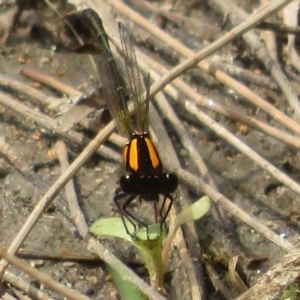 Nososticta solida at Stony Creek - 20 Jan 2024