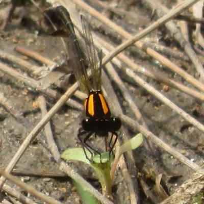 Nososticta solida (Orange Threadtail) at Uriarra Village, ACT - 20 Jan 2024 by Christine