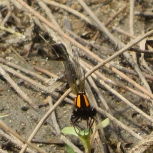 Nososticta solida at Stony Creek - 20 Jan 2024