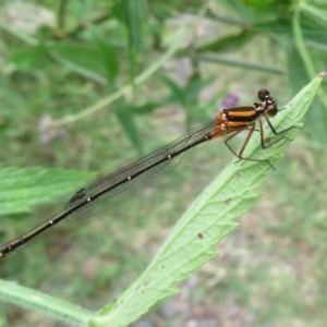 Nososticta solida at Stony Creek - 20 Jan 2024