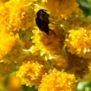 Mordella sp. (genus) at Red Hill NR (RED) - 21 Jan 2024