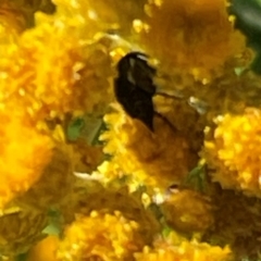 Mordella sp. (genus) at Red Hill NR (RED) - 21 Jan 2024