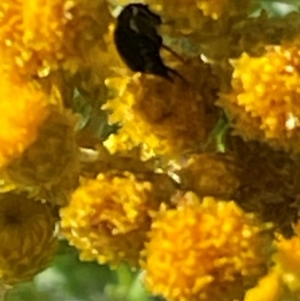 Mordella sp. (genus) at Red Hill NR (RED) - 21 Jan 2024