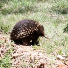 Tachyglossus aculeatus (Short-beaked Echidna) at Glen Allen State Forest - 18 Jan 2024 by AlisonMilton