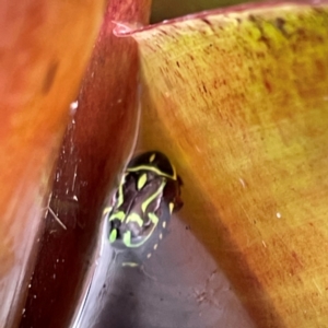 Eupoecila australasiae at Darlington, NSW - 21 Jan 2024