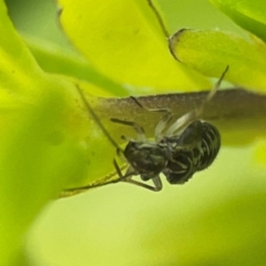 Unidentified Other true bug at Darlington, NSW - 21 Jan 2024 by Hejor1