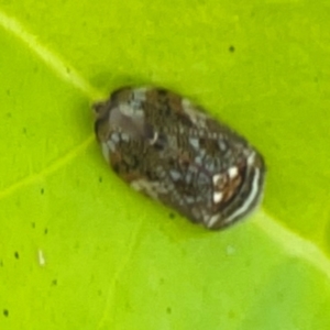 Neovulturnus vultuosus at Darlington, NSW - 21 Jan 2024 06:39 PM