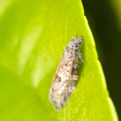 Isotenes miserana at Darlington, NSW - 21 Jan 2024 06:40 PM