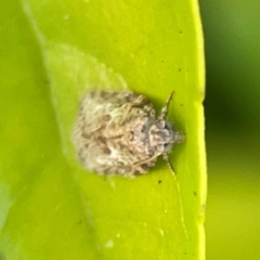Isotenes miserana at Darlington, NSW - 21 Jan 2024 06:40 PM