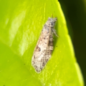 Isotenes miserana at Darlington, NSW - 21 Jan 2024 06:40 PM