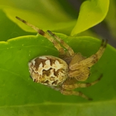 Unidentified Orb-weaving spider (several families) at Darlington, NSW - 21 Jan 2024 by Hejor1