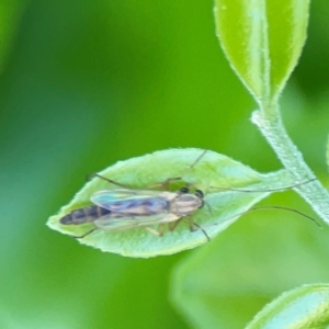 Chironomidae (family) at Darlington, NSW - 21 Jan 2024