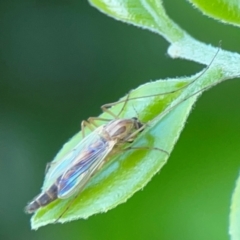 Chironomidae (family) at Darlington, NSW - 21 Jan 2024