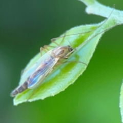 Chironomidae (family) at Darlington, NSW - 21 Jan 2024 06:43 PM