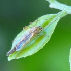 Chironomidae (family) at Darlington, NSW - 21 Jan 2024