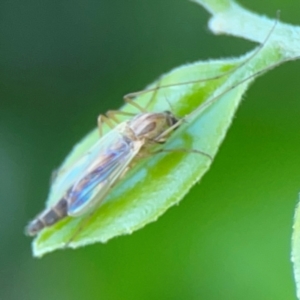 Chironomidae (family) at Darlington, NSW - 21 Jan 2024