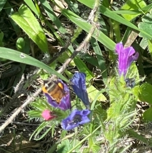 Apis mellifera at Mount Mugga Mugga - 21 Jan 2024 10:05 AM