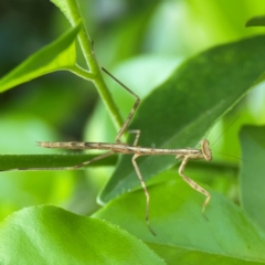 Archimantis sp. (genus) at Darlington, NSW - 21 Jan 2024 by Hejor1