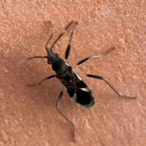 Dieuches sp. (genus) at Darlington, NSW - 21 Jan 2024 06:51 PM