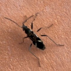 Dieuches sp. (genus) at Darlington, NSW - 21 Jan 2024 06:51 PM