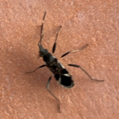 Dieuches sp. (genus) at Darlington, NSW - 21 Jan 2024 06:51 PM