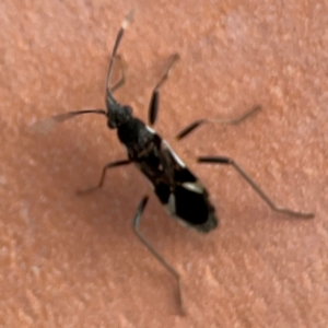 Dieuches sp. (genus) at Darlington, NSW - 21 Jan 2024 06:51 PM