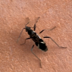 Dieuches sp. (genus) at Darlington, NSW - 21 Jan 2024 06:51 PM