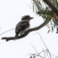 Dacelo novaeguineae (Laughing Kookaburra) at Glen Allen, NSW - 18 Jan 2024 by AlisonMilton