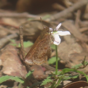 Toxidia rietmanni at Monga National Park - 21 Jan 2024