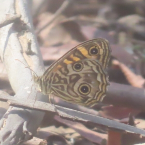 Geitoneura acantha at QPRC LGA - 21 Jan 2024 03:49 PM