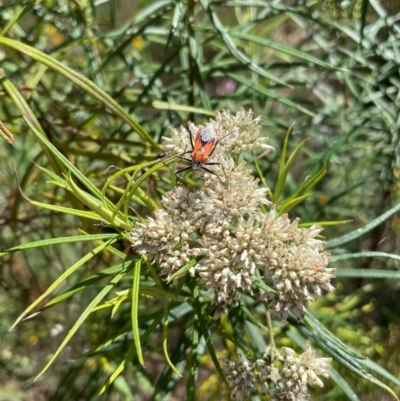 Gminatus australis (Orange assassin bug) at Mugga Mugga NR (MUG) - 21 Jan 2024 by JamonSmallgoods