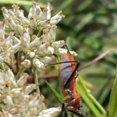 Gminatus australis at Undefined Area - 21 Jan 2024 10:14 AM