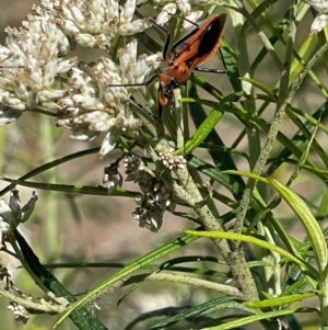 Gminatus australis at Mugga Mugga NR (MUG) - 21 Jan 2024