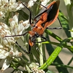 Gminatus australis at Undefined Area - 21 Jan 2024 10:14 AM