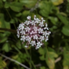 Trachymene humilis subsp. humilis (Alpine Trachymene) at South East Forest National Park - 18 Jan 2024 by AlisonMilton