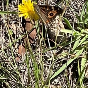 Junonia villida at Mugga Mugga NR (MUG) - 21 Jan 2024