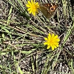 Junonia villida at Mugga Mugga NR (MUG) - 21 Jan 2024