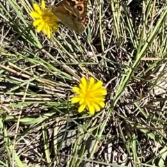 Junonia villida at Mugga Mugga NR (MUG) - 21 Jan 2024