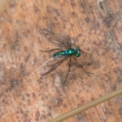 Dolichopodidae (family) (Unidentified Long-legged fly) at Bemboka, NSW - 18 Jan 2024 by AlisonMilton