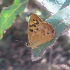 Heteronympha paradelpha (Spotted Brown) at Monga, NSW - 21 Jan 2024 by MatthewFrawley