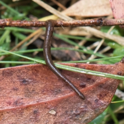 Hirudinea sp. (Class) (Unidentified Leech) at Glenbog State Forest - 17 Jan 2024 by AlisonMilton