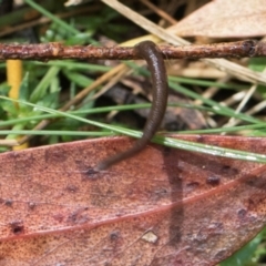 Hirudinea sp. (Class) at Glenbog State Forest - 18 Jan 2024 09:45 AM