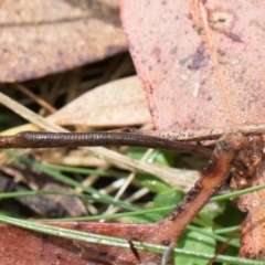 Hirudinea sp. (Class) at Glenbog State Forest - 18 Jan 2024 09:45 AM