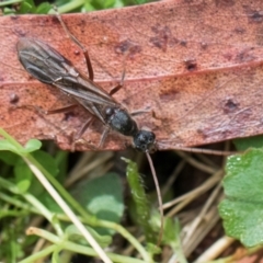 Myrmecia sp. (genus) (Bull ant or Jack Jumper) at Glenbog State Forest - 18 Jan 2024 by AlisonMilton