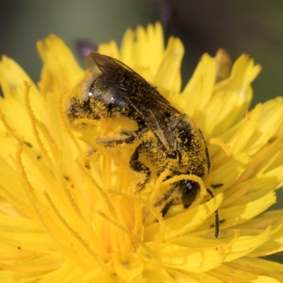 Lasioglossum (Chilalictus) sp. (genus & subgenus) (Halictid bee) at Blue Devil Grassland, Umbagong Park (BDG) - 20 Jan 2024 by kasiaaus