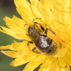 Lasioglossum (Chilalictus) sp. (genus & subgenus) at Latham, ACT - 21 Jan 2024