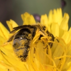 Lasioglossum (Chilalictus) sp. (genus & subgenus) at Blue Devil Grassland, Umbagong Park (BDG) - 21 Jan 2024