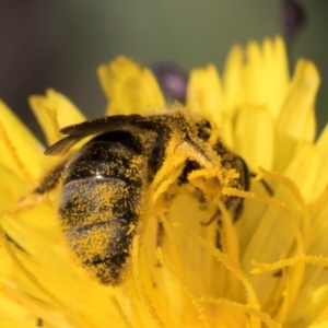 Lasioglossum (Chilalictus) sp. (genus & subgenus) at Latham, ACT - 21 Jan 2024