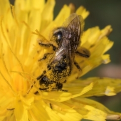 Lasioglossum (Chilalictus) sp. (genus & subgenus) at Blue Devil Grassland, Umbagong Park (BDG) - 21 Jan 2024